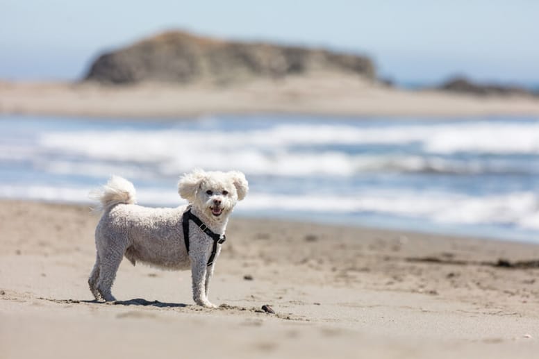 Maltipoo l'incrocio tra Cane Maltese e Barboncino Wamiz Maltipoo l'incrocio tra Cane Maltese e Barboncino Wamiz
